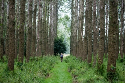 Inwijdingsweg Lemurisch Bos met bezoeker.jpg